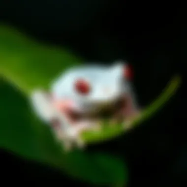 A rare albino frog sits on a leaf in the UK, showcasing its pale skin and red eyes.