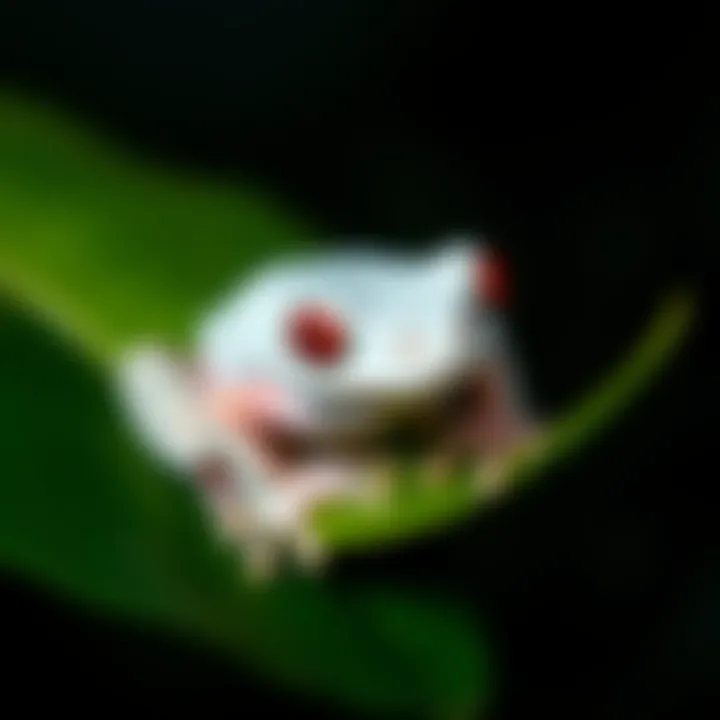 A rare albino frog sits on a leaf in the UK, showcasing its pale skin and red eyes.