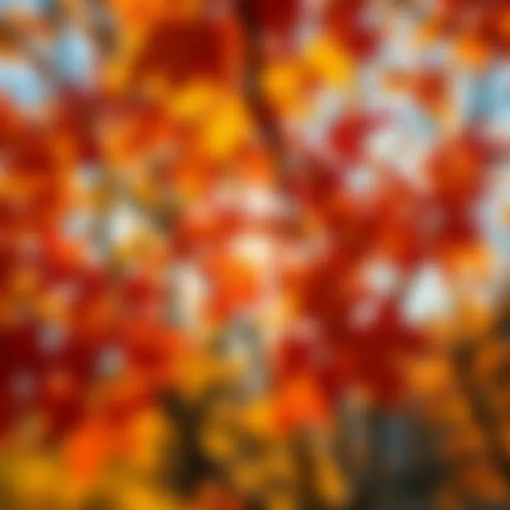 Colorful autumn leaves with sunlight shining through, symbolizing potential and new opportunities in Uptober