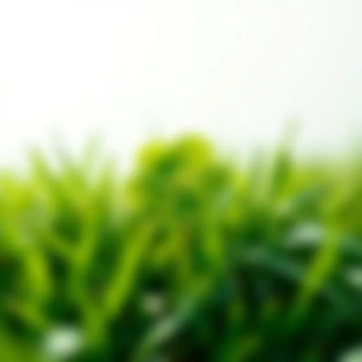 A close-up view of a four-leaf clover resting on vibrant green grass, symbolizing good luck and prosperity.