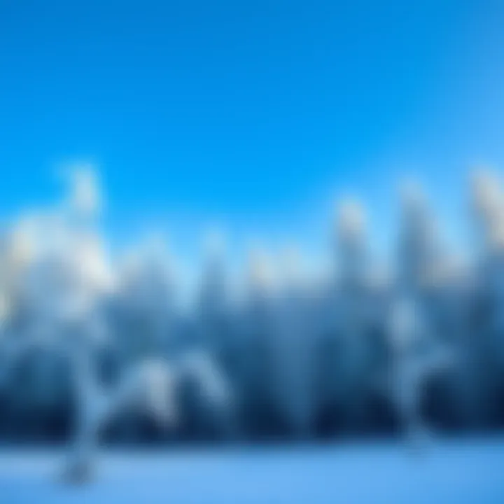 A serene winter scene showing a snowy forest in Germany with frosted trees and a clear blue sky.
