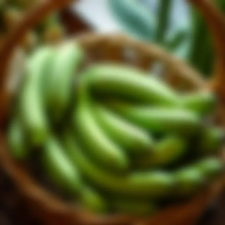 A basket filled with fresh green bananas, showcasing their vibrant color and healthy appearance.